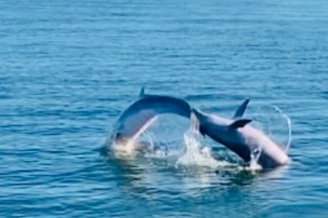 Dolphin Sunset Tour in Orange Beach - Who Will Enjoy This Boat Ride Most?