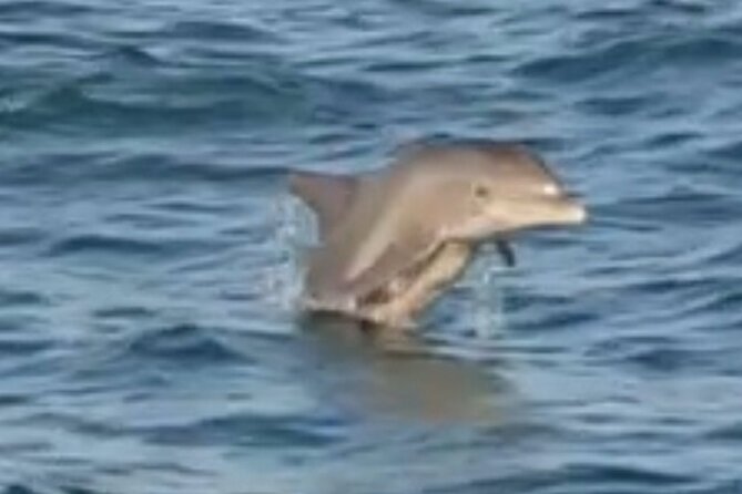 Dolphin Sunset Tour in Orange Beach - Practical Tips Before You Go