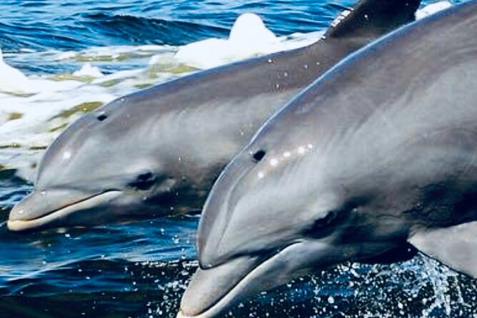 Dolphin Sunset Tour in Orange Beach - What You See During the 90-Minute Route