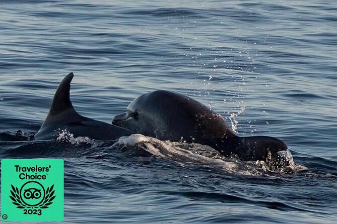 Dolphin & Sunset tour with Brijuni panorama - Leaving Pula Harbor at 5 pm
