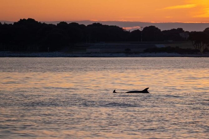 Dolphin & Sunset tour with Brijuni panorama - What the 40-person limit means