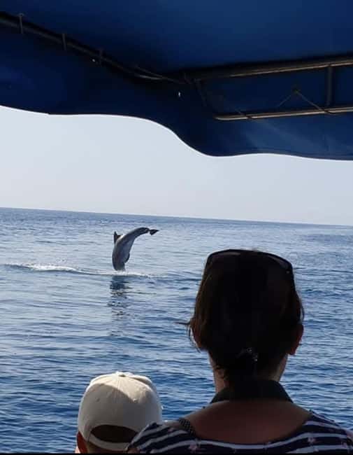 Dolphin tour 2 hours - Leaving Small Port Zaton at 2 pm
