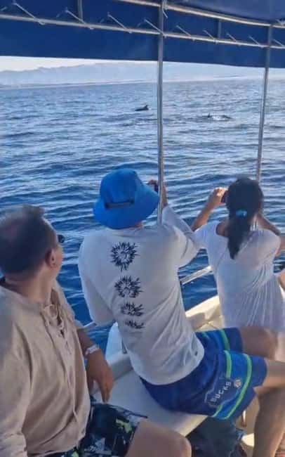 Dolphin tour 2 hours - Is the 55 euro cost good value?
