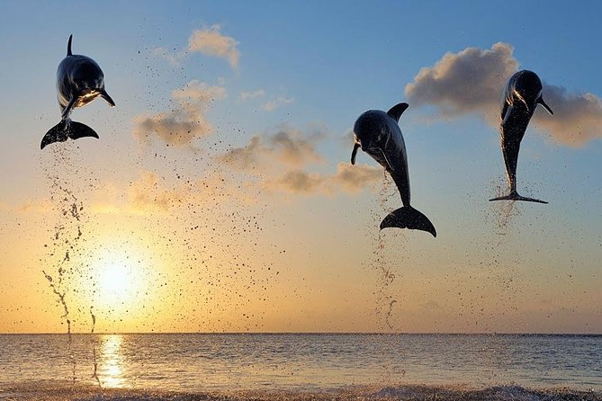 Dolphin Tour and Sunrise Watching in Lovina Beach - All Inclusive - Driver service makes or breaks the day