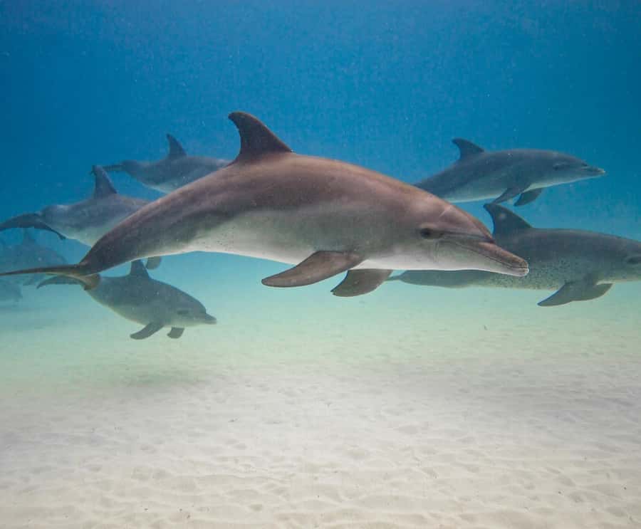 Dolphin tour at kizimkazi and Salaam cave - Kizimkazi’s morning search for dolphins