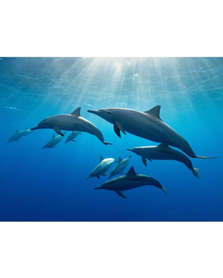 Dolphin tour at kizimkazi and Salaam cave - What the 30-minute speedboat ride means