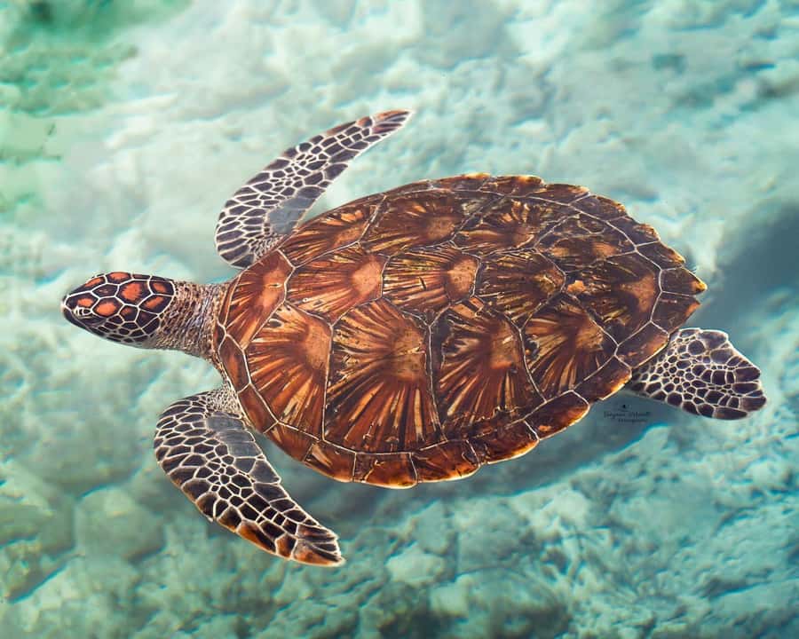 Dolphin tour at kizimkazi and Salaam cave - Salaam Cave and the sea turtle aquarium
