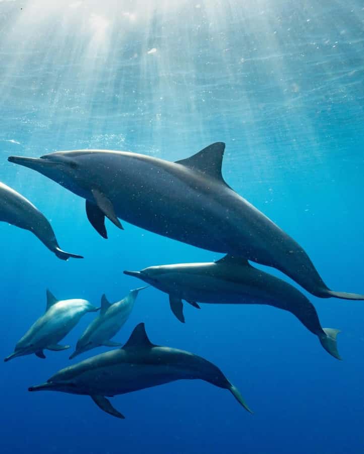 Dolphin tour at kizimkazi and Salaam cave - Price, inclusions, and real value at $75