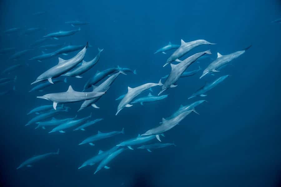 Dolphin tour at kizimkazi and Salaam cave - Safety and comfort before you leave shore