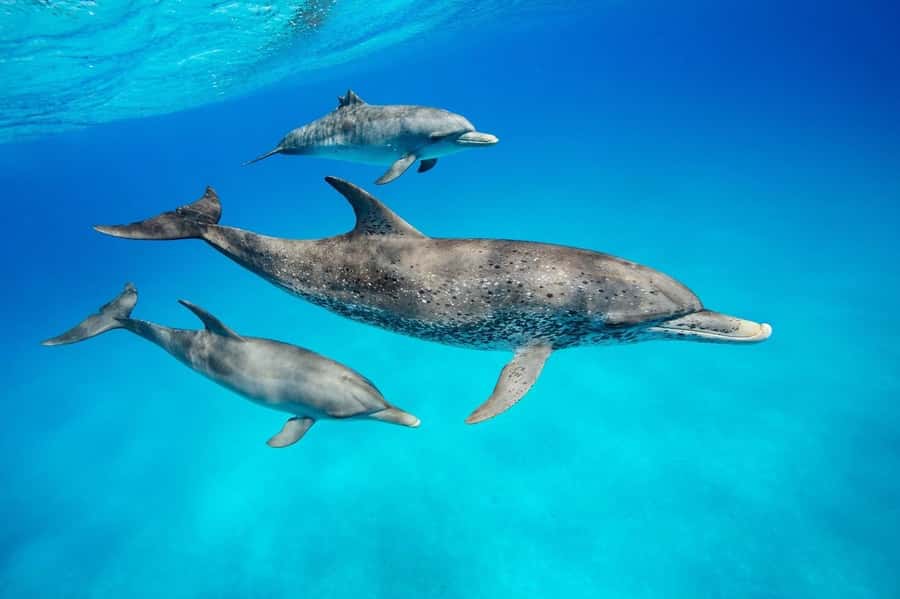 Dolphin tour at kizimkazi and Salaam cave - Swimming and snorkeling at Kizimkazi Mkunguni