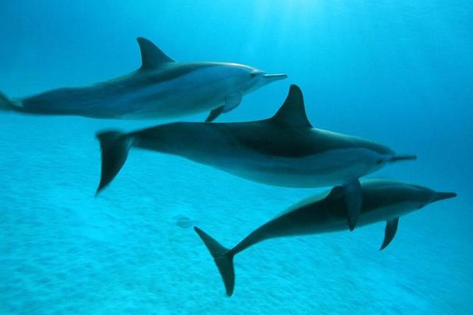Dolphin Tour Banana Boat from Soma /Sahl Hasheesh/makadi/Safaga - What the eight-hour Red Sea day feels like