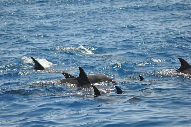 Dolphin Tour Banana Boat from Soma /Sahl Hasheesh/makadi/Safaga - Lunch, coffee, tea, and soft drinks onboard