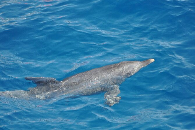 Dolphin Tour Banana Boat from Soma /Sahl Hasheesh/makadi/Safaga - How much value do you get for $34.84?
