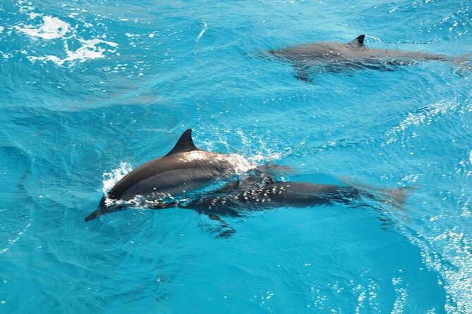 Dolphin Tour Banana Boat from Soma /Sahl Hasheesh/makadi/Safaga - Swimming near dolphins in the wild