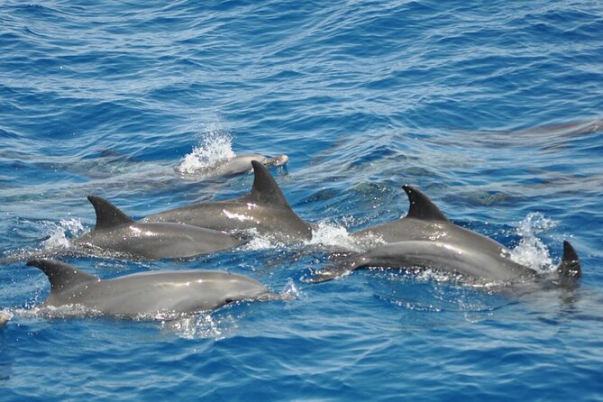 Dolphin tour & banana boat fun with snorkeling from Hurghada - Two or three Red Sea snorkeling stops