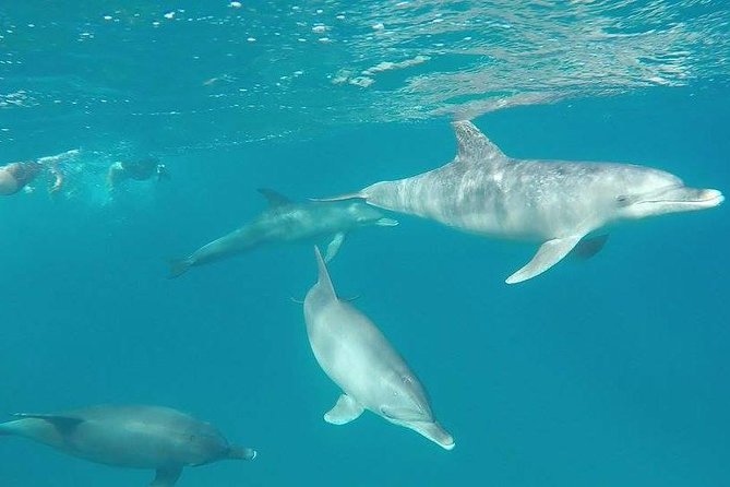Dolphin tour from El Gouna - Key points to know before you book
