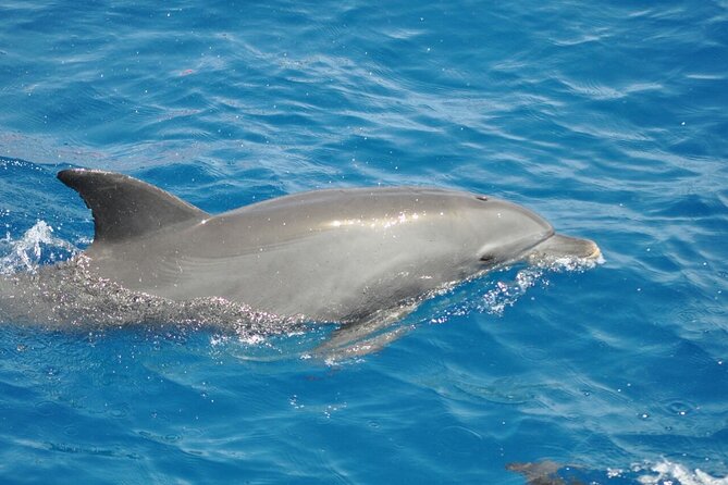 Dolphin tour from El Gouna - A Red Sea day built around dolphins