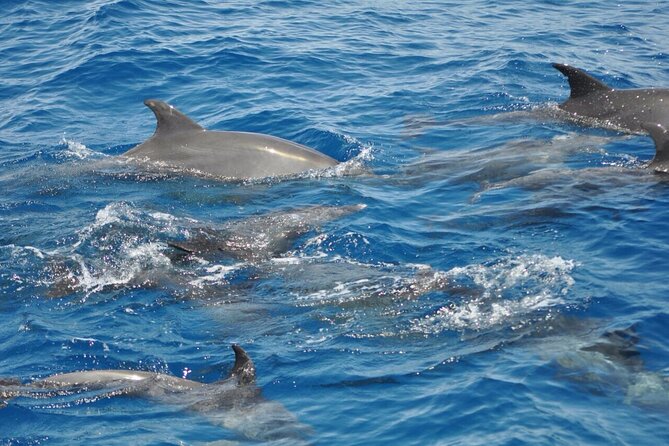 Dolphin tour from El Gouna - What the $31.71 price really covers
