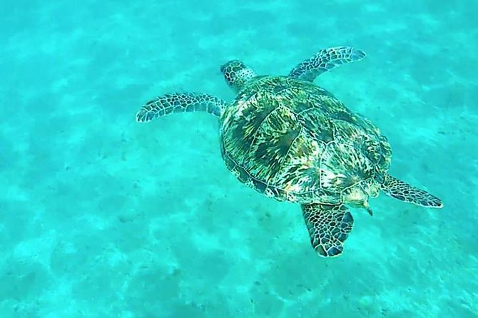 Dolphin tour from El Gouna - Dolphinhouse and the search for a wild school