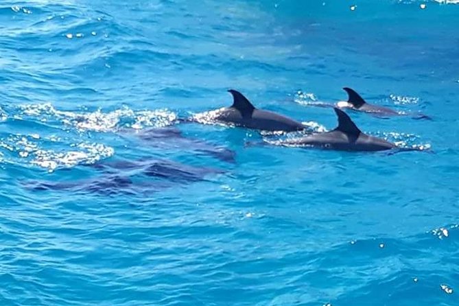 Dolphin Tour in Hurghada - The second reef stop after lunch