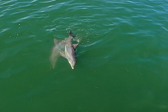 Dolphin Tour in St. Pete Beach - The Dolphin Quest Boat Makes Wildlife Watching Easy