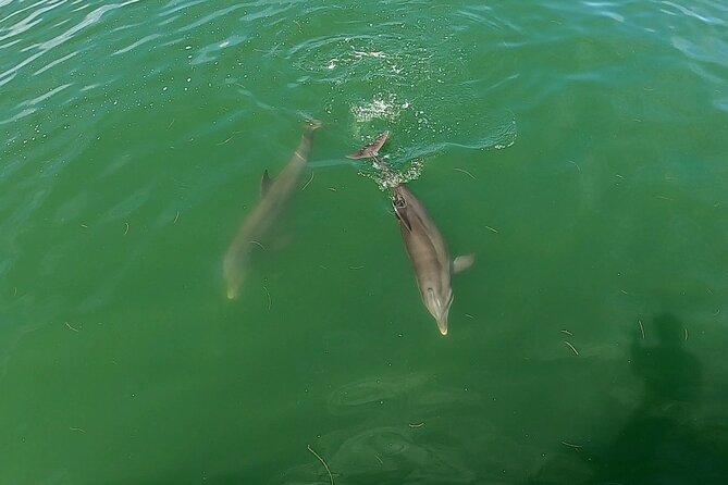 Dolphin Tour in St. Pete Beach - Looking for Dolphins Along the Gulf Coast