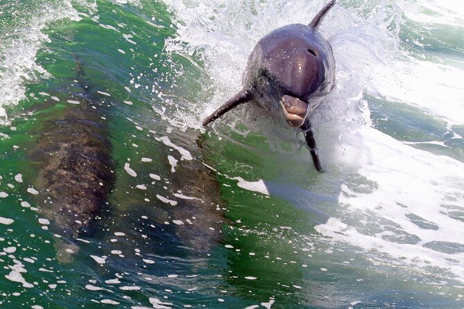Dolphin Tour in St. Pete Beach - What the 90 Minutes Feel Like