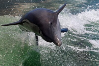 Dolphin Tour in St. Pete Beach