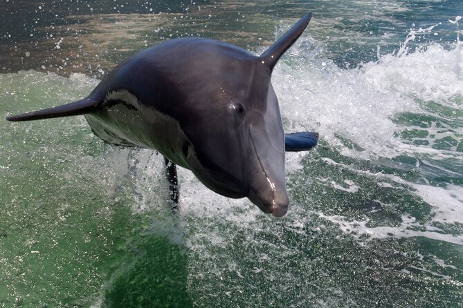 Dolphin Tour in St. Pete Beach - Pass-a-Grille Beach and the St. Petersburg Bay Views