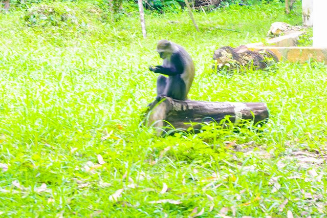 Dolphin Tour Jozan Forest, Kuza Cave, Paje Becach &The Restaurent - What the private format adds