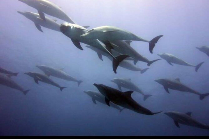 Dolphin Tour Jozan Forest, Kuza Cave, Paje Becach &The Restaurent - What to bring and what to budget