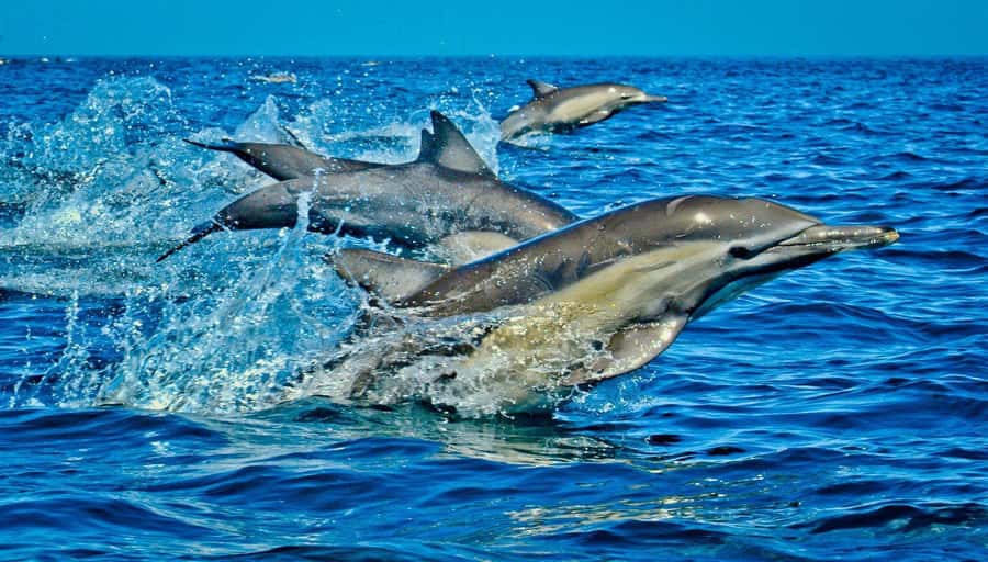 Dolphin Tour, Jozani Forest, Prison Island, Island Pongwe - Key points to know before booking
