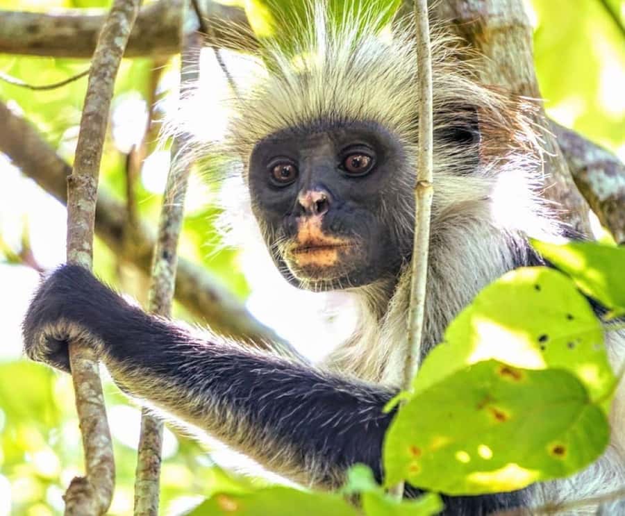 Dolphin Tour, Jozani Forest, Prison Island, Island Pongwe - A long Zanzibar day built around wildlife