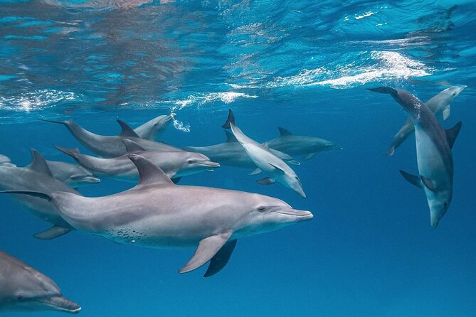 Dolphin Tour, Jozani Forest Tour, Kuza Cave Tour, Paje Beach,The Rock Restaurant - Paje Beach gives you the day’s breathing space