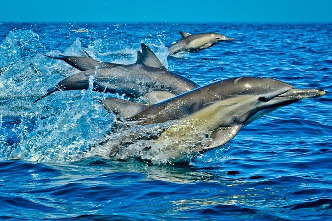 Dolphin Tour, Jozani Forest Tour, Kuza Cave Tour, Paje Beach,The Rock Restaurant - What $128 buys you