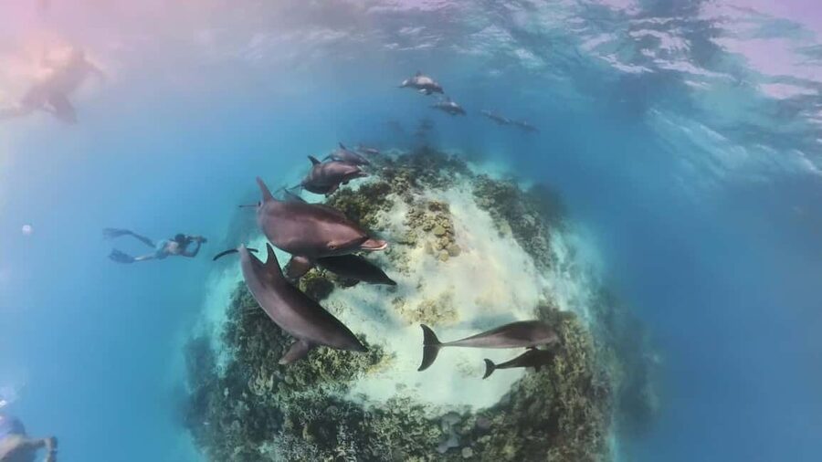 Dolphin Tour with Red Sea Fun. The Best in Hurghada - Two coral reefs bring the most dependable water time