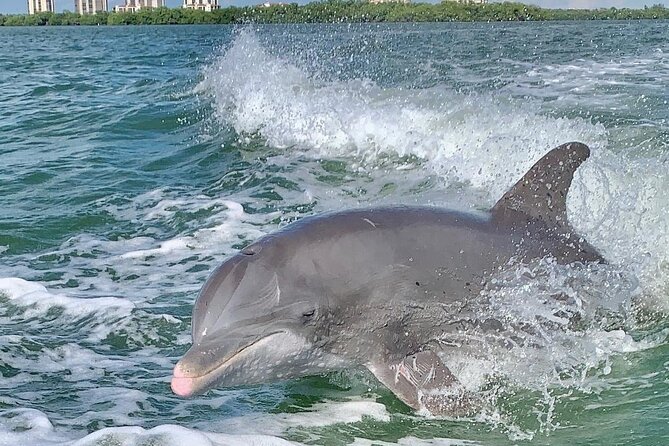 Dolphin Tours - Fort Myers Beach / Naples - Key points to know before you go