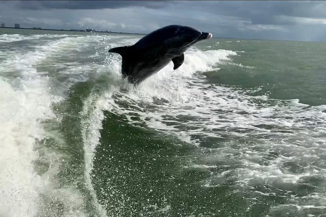 Dolphin Tours - Fort Myers Beach / Naples - What happens during the two-hour trip