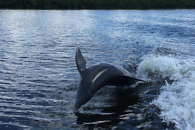 Dolphin Tours - Fort Myers Beach / Naples - Why the early morning departure can help