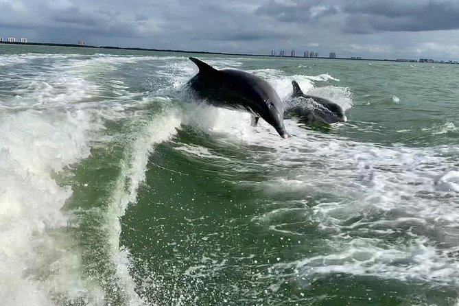 Dolphin Tours - Fort Myers Beach / Naples - The captain makes the difference