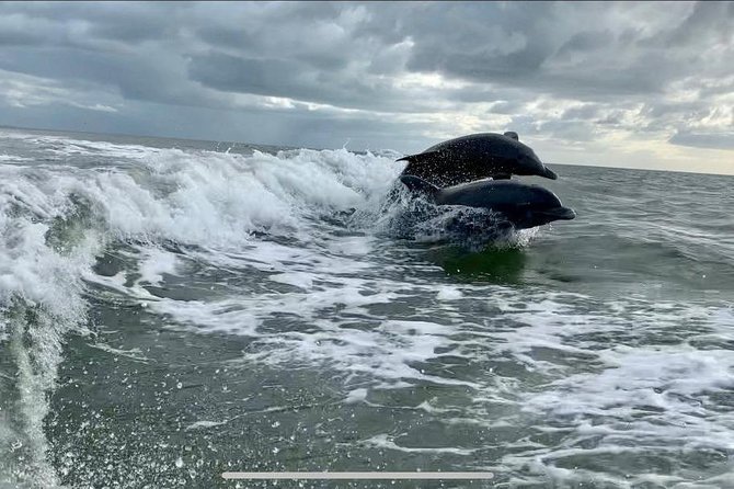 Dolphin Tours - Fort Myers Beach / Naples - What the ride feels like for families