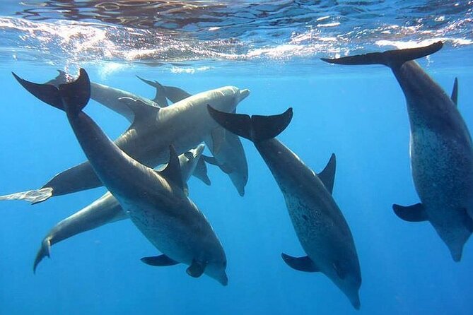 Dolphin trip with private speedboat and snorkeling - A 4-hour Red Sea outing from Hurghada