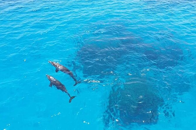 Dolphin trip with private speedboat and snorkeling - Snorkeling over the Red Sea reef