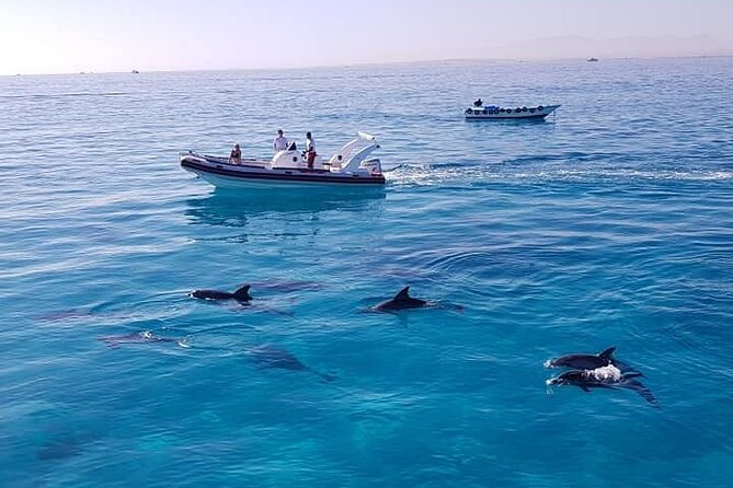 Dolphin trip with private speedboat and snorkeling - The private format and who benefits most