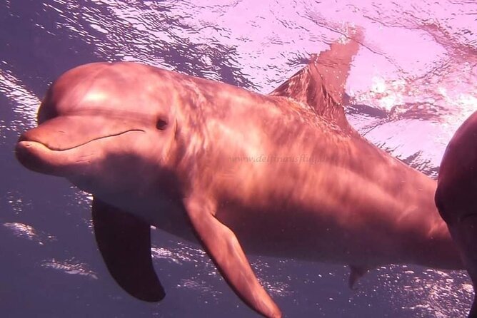 Dolphin trip with private speedboat and snorkeling - What is included, and what is not