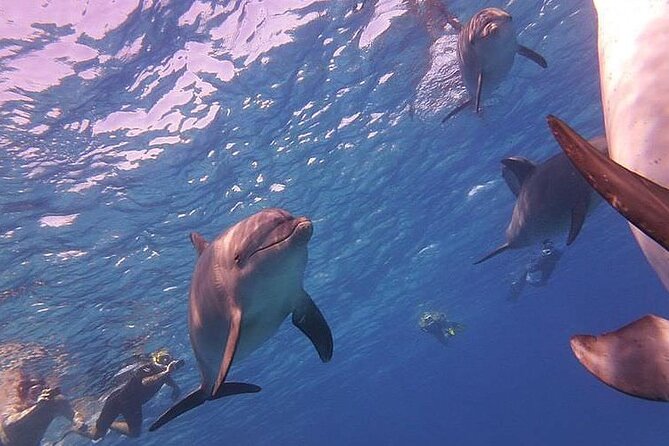 Dolphin trip with private speedboat and snorkeling - What Dolphin House can and cannot promise