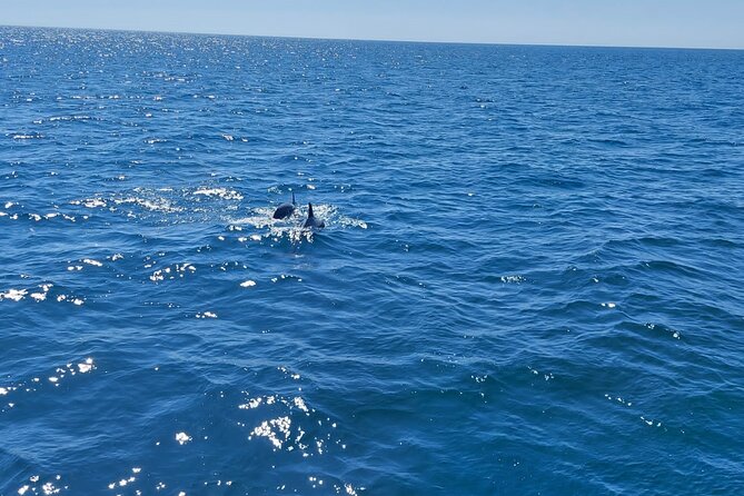 Dolphin trips on a catamaran - The two-hour route toward Los Delfines