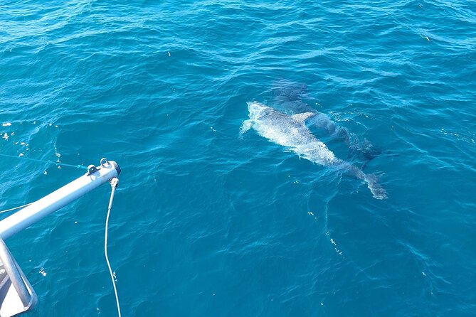 Dolphin trips on a catamaran - How the price works for your day