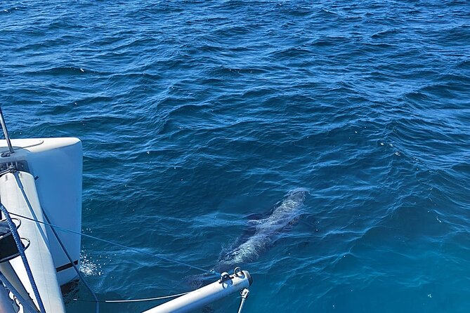 Dolphin trips on a catamaran - Who will enjoy this most
