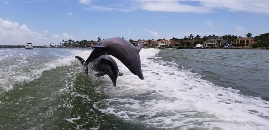 Dolphin Watch/Eco Cruise - Should you book the Dolphin Watch and Eco Cruise?